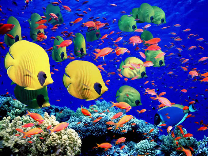 Marine species in the Coral Habitat - Saige Mann, Soar 2015