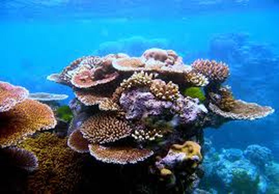 Coral Reef Facts - Saige Mann, Soar 2015